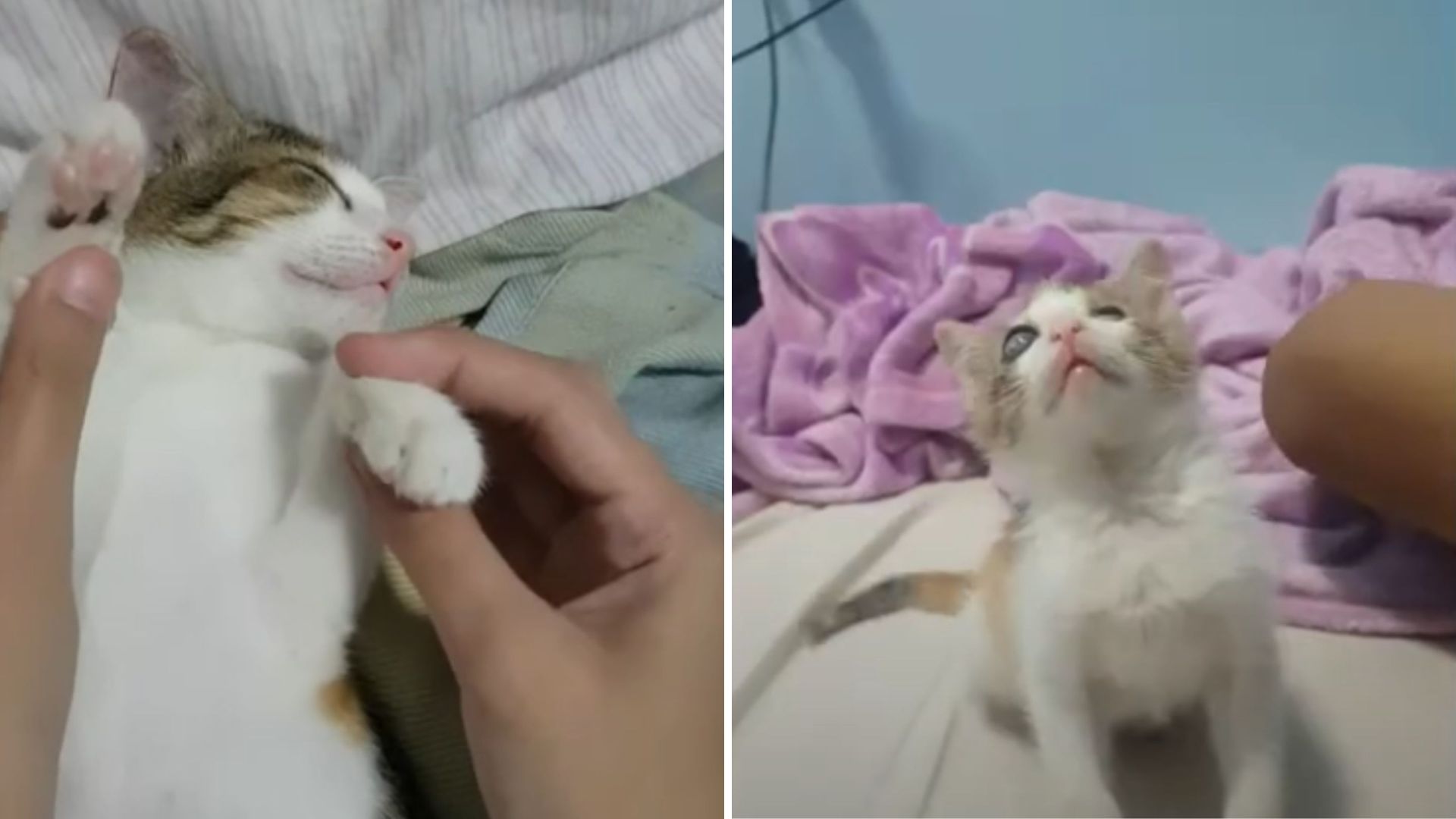 Chicago Couple Rescues A Blind Cat