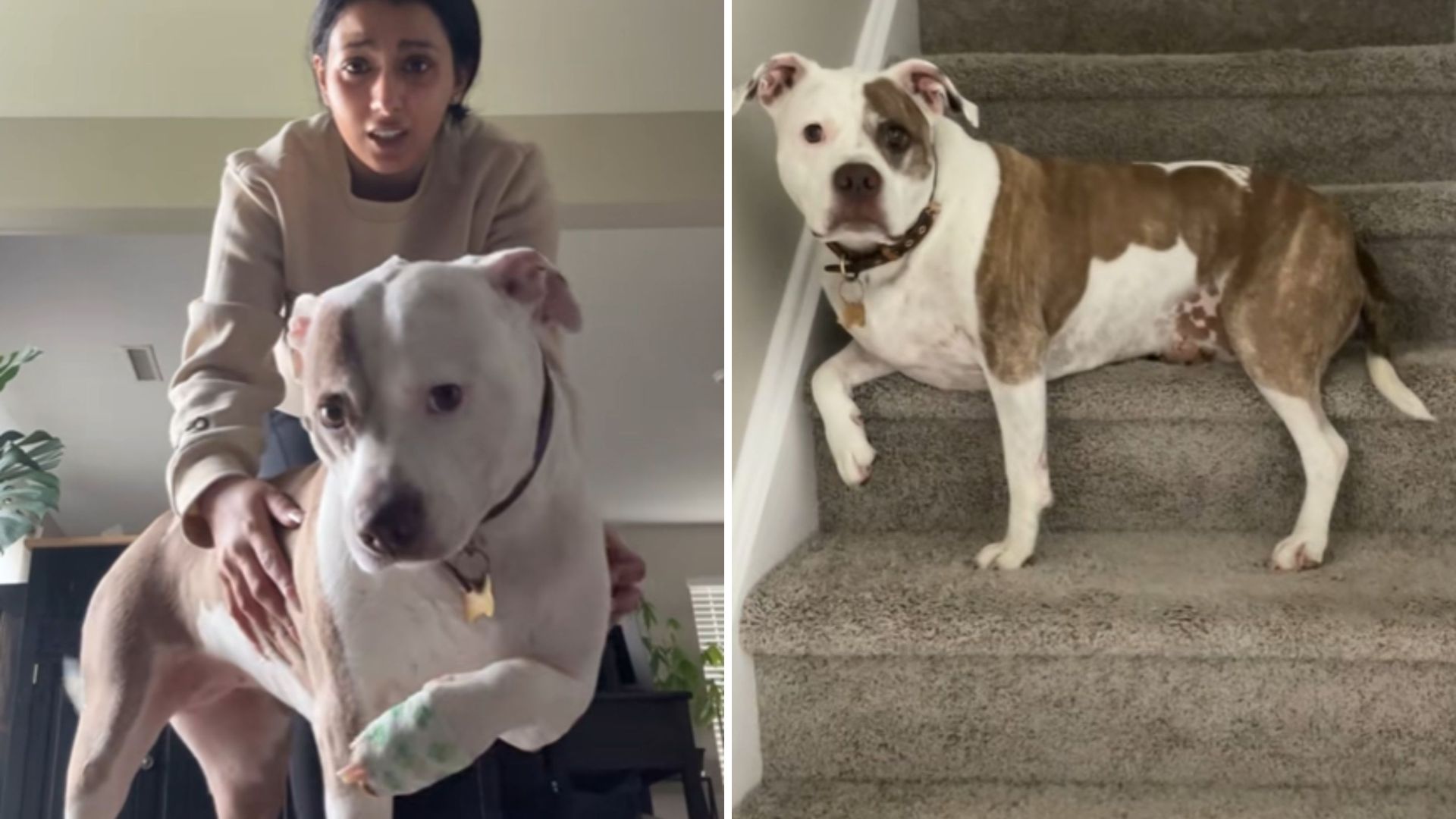 chicago dogs dramatic injury act