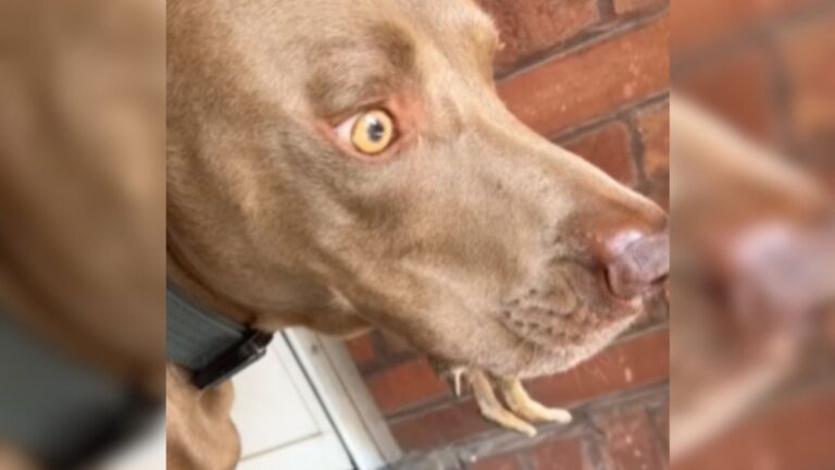 woman notices tiny legs in her dogs mouth