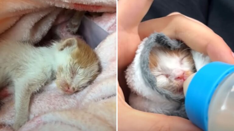 little kitten rescued