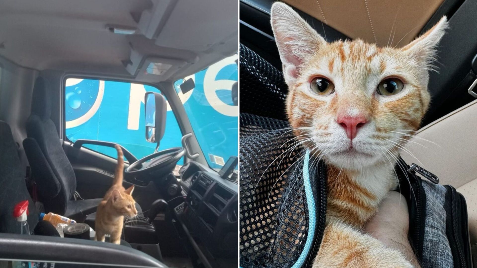 smart kitten rescued from the streets