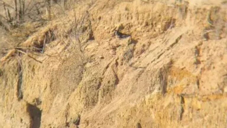 jessie lee the dog found on colorado cliff