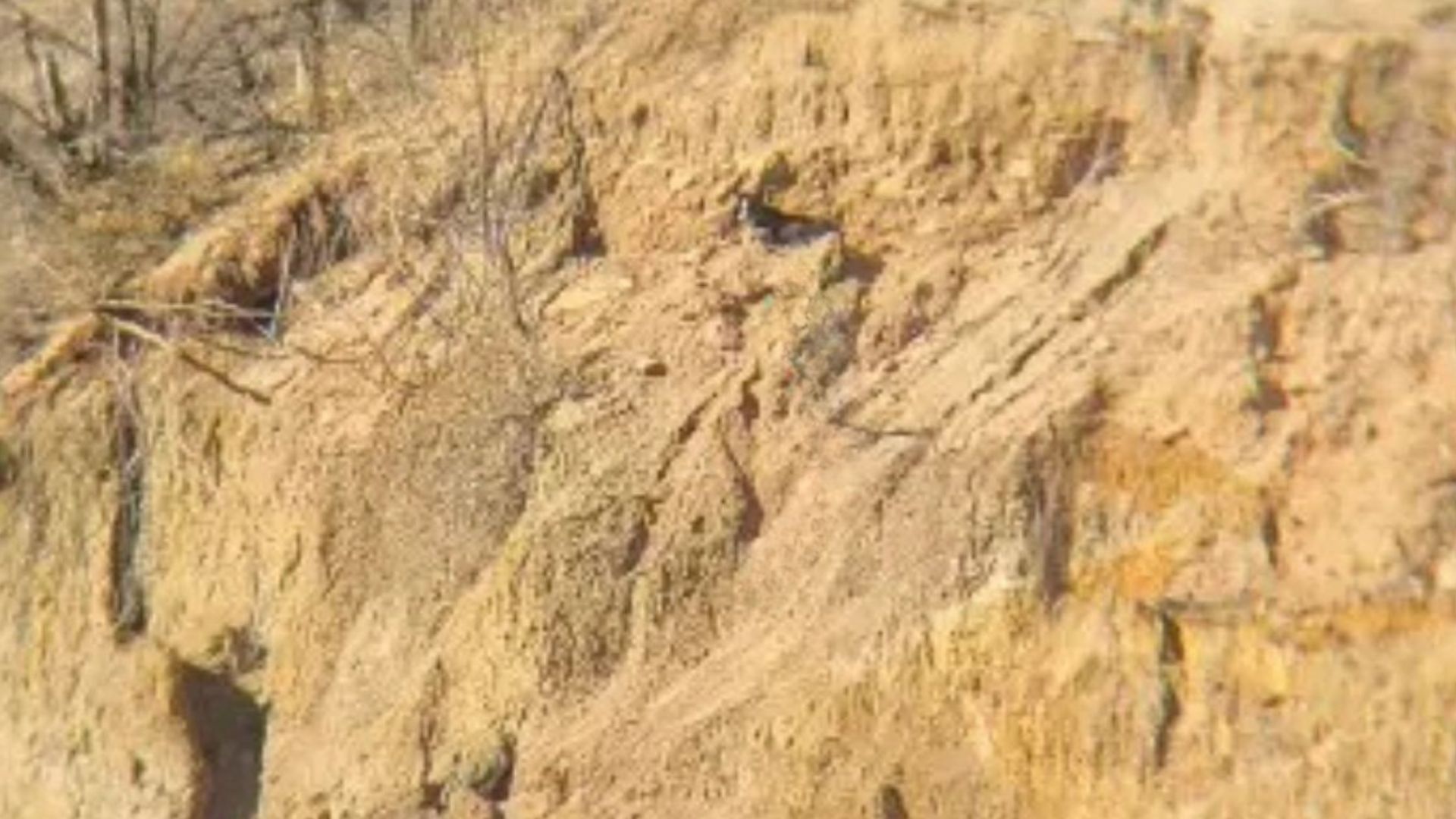 jessie lee the dog found on colorado cliff