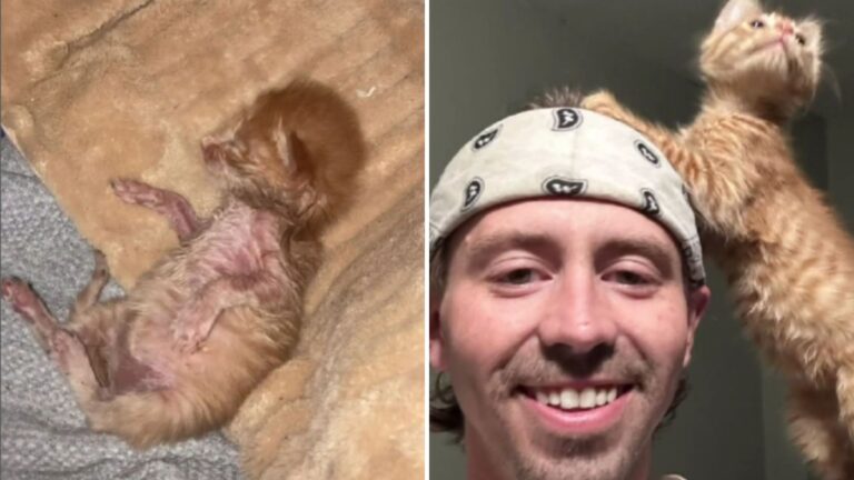 guy rescues an orange cat