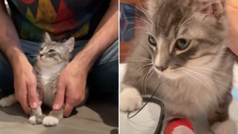 Sebastian paw kitten