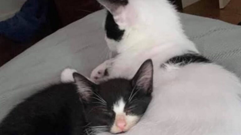 An Upsetting Discovery In A Sealed Container By The Roadside