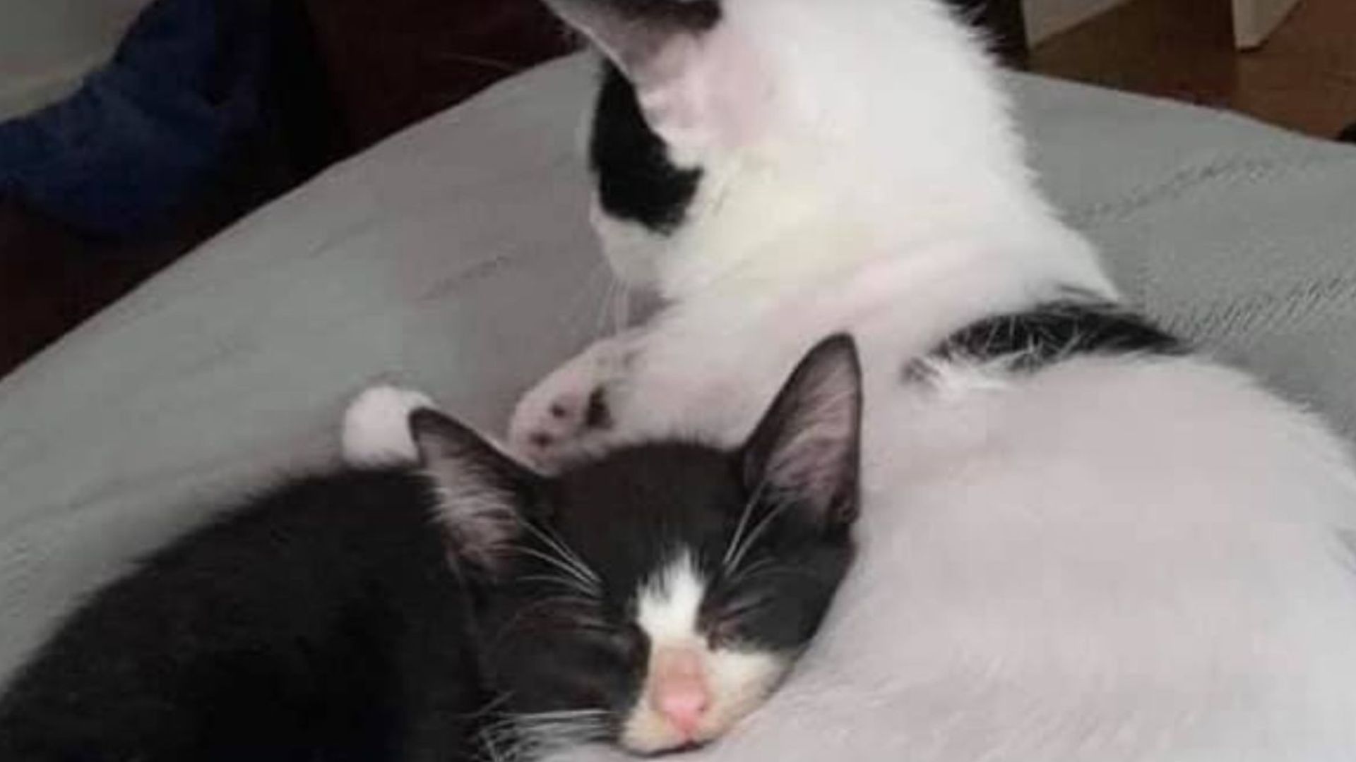 An Upsetting Discovery In A Sealed Container By The Roadside