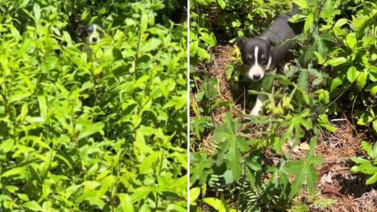 dog in the green bush