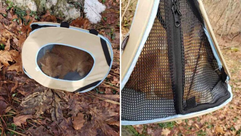 cat trapped in pet carrier