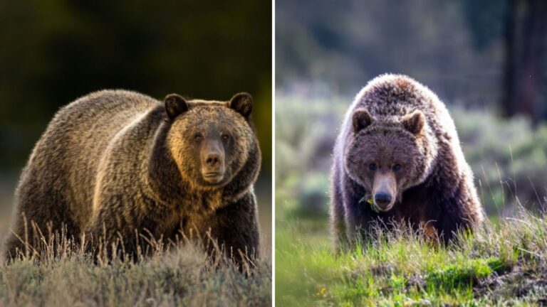 big grizzlies