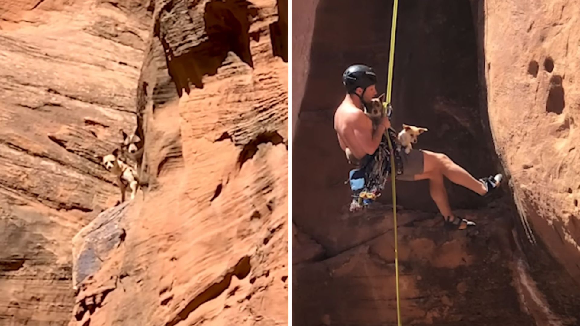 Couple Hears Yipping In Colorado Canyons