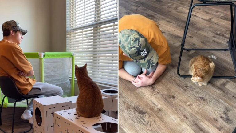 man lives a day like his cat