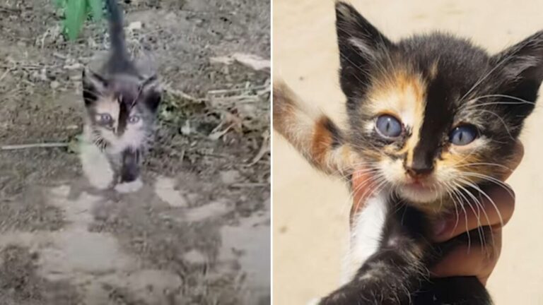 woman found a tiny kitten in the bush