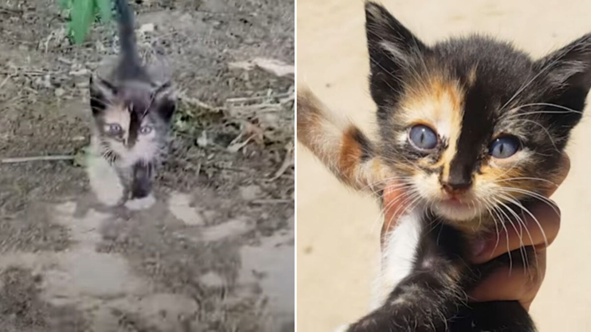 woman found a tiny kitten in the bush