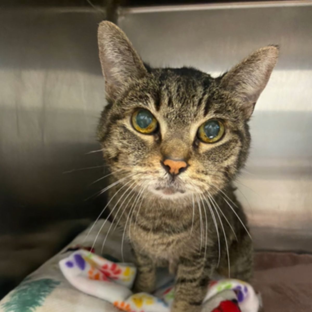 Daisy ends up in a shelter