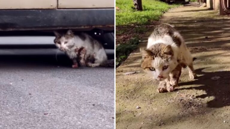 A sick cat is hiding under a car