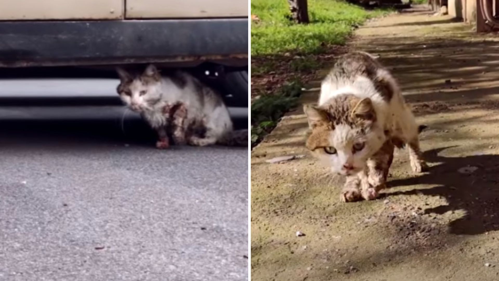 A sick cat is hiding under a car