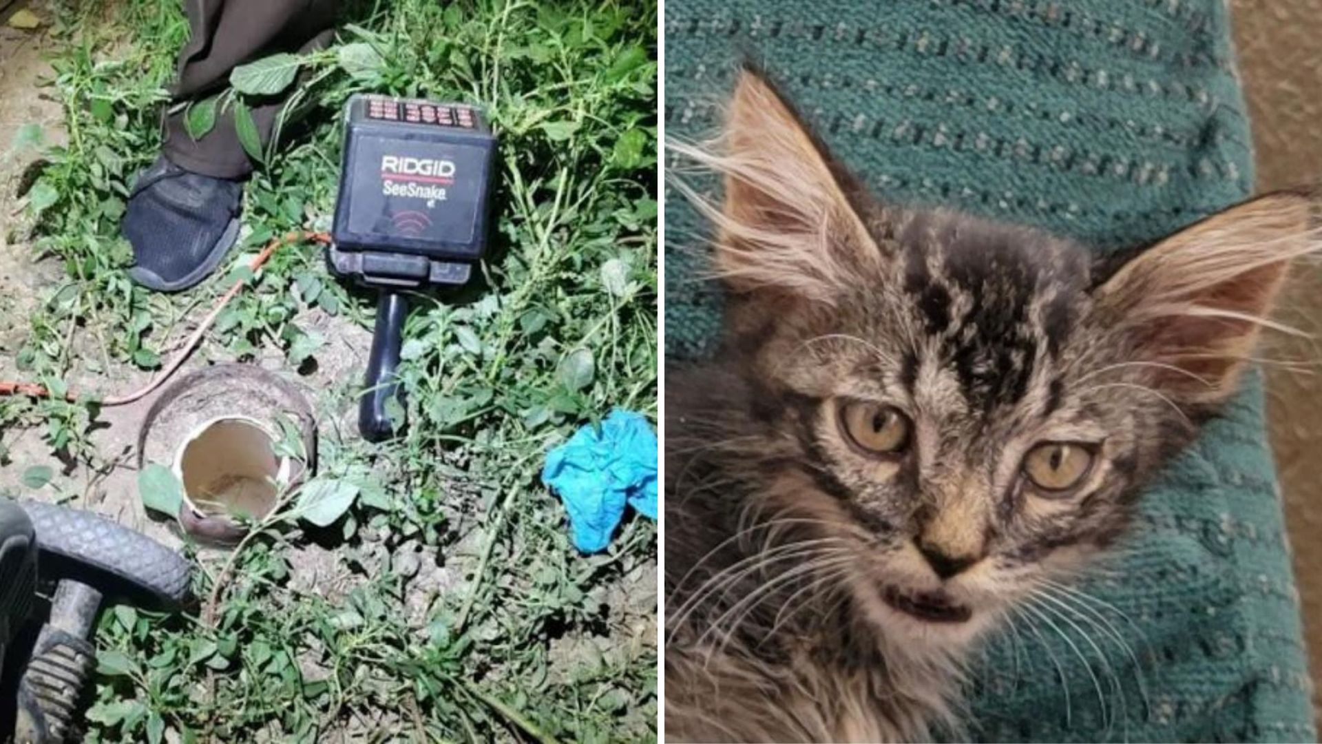 arizona kitten rescued from pipe