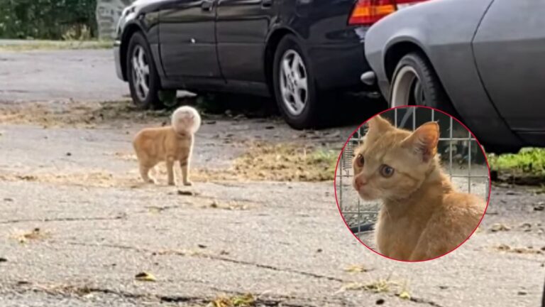 kitten with glass bowl on her head
