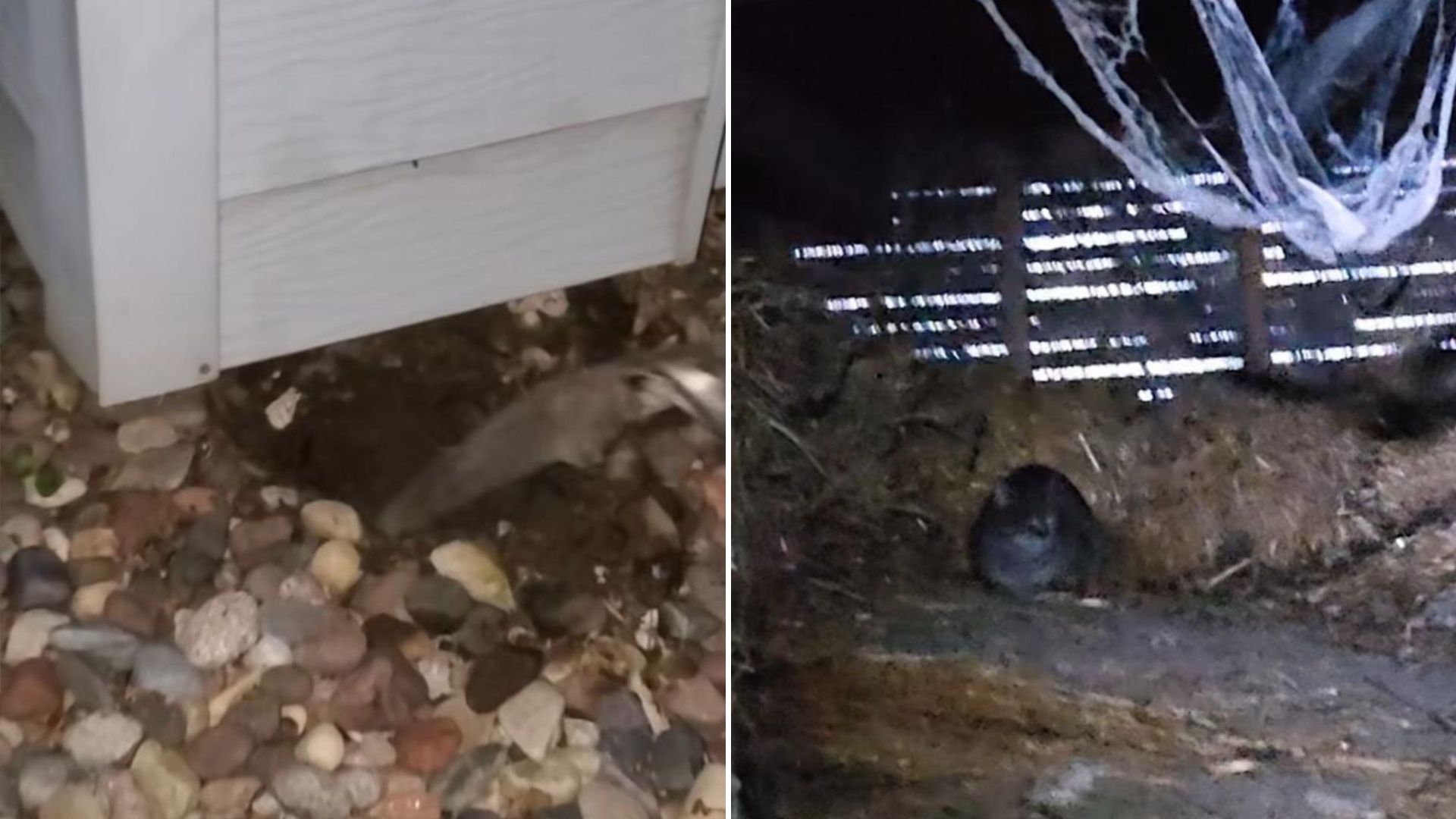 A rescued cat lies and rests