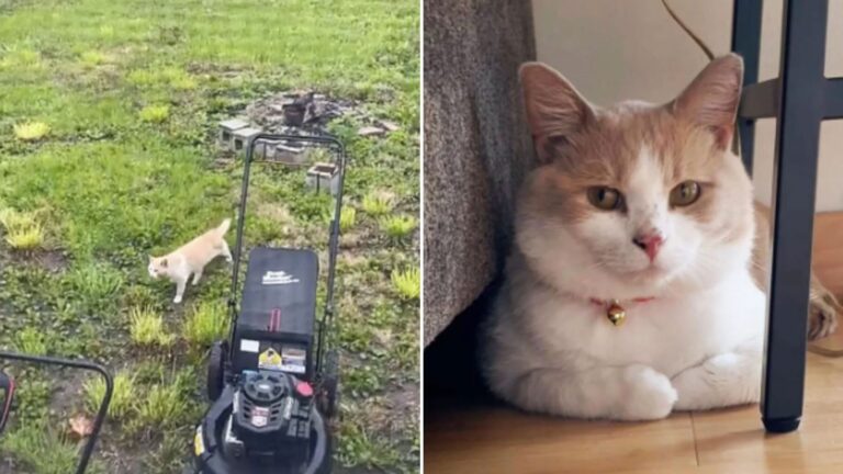 cat wants to be let into the shelter