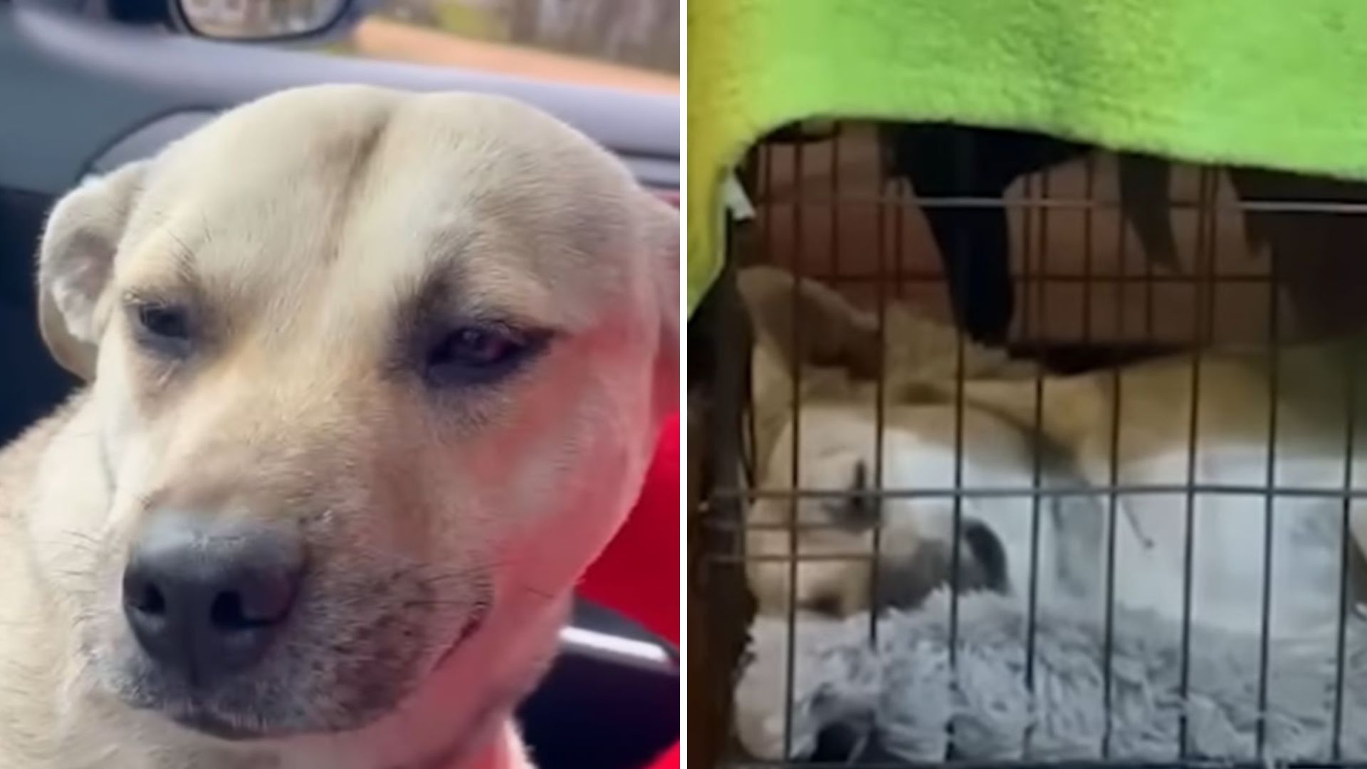 woman finds pregnant dog in parking lot