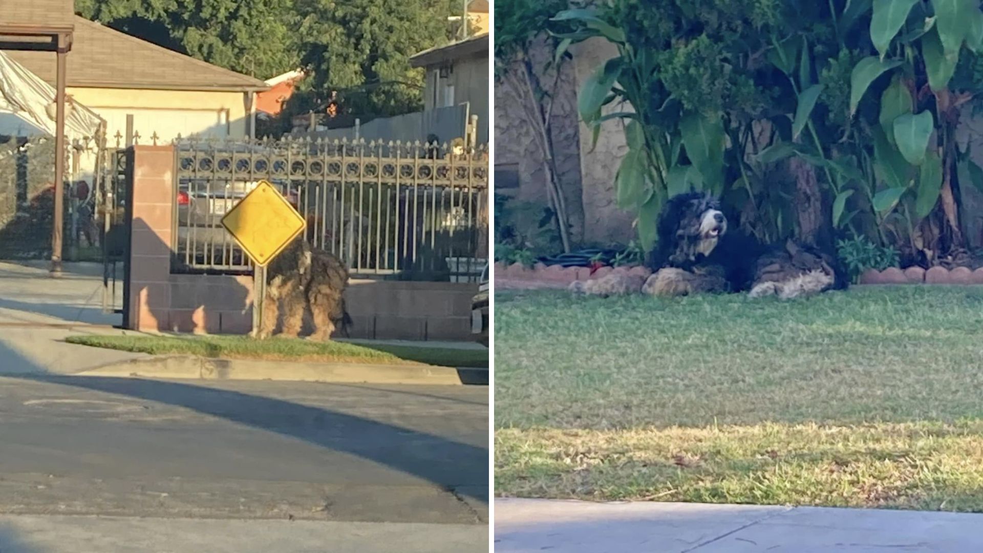 benji the dog thrown out of a moving car