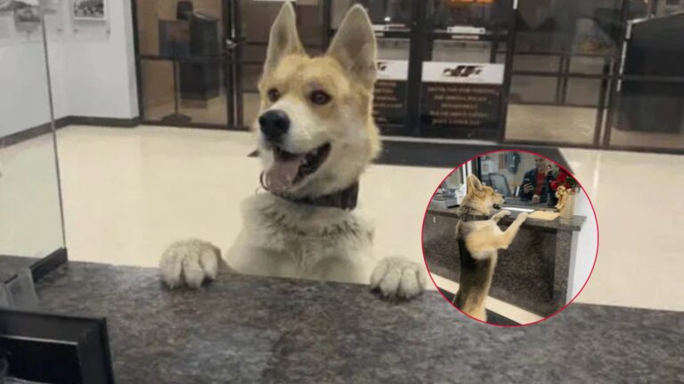 Dog Shows Up At Texas Police Station At 3 A.M.