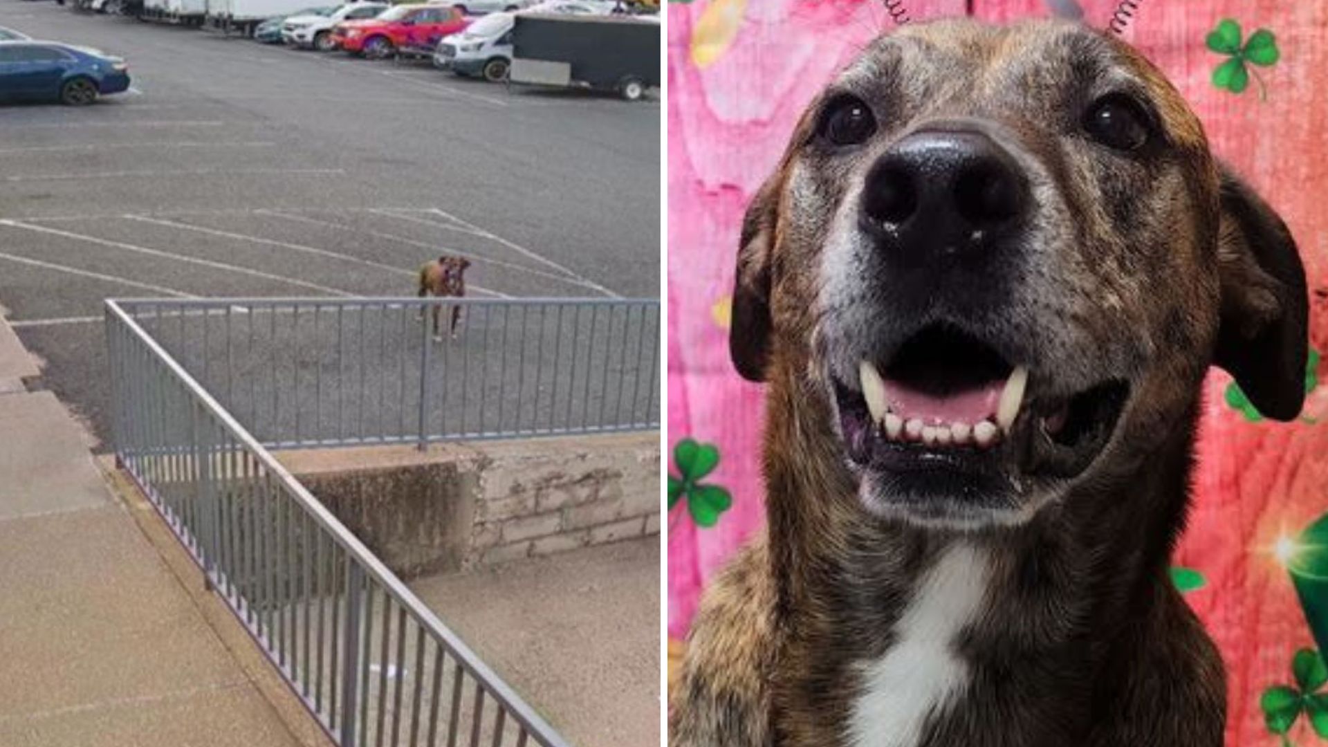 Dog Wanders Into Virginia Daycare Alone