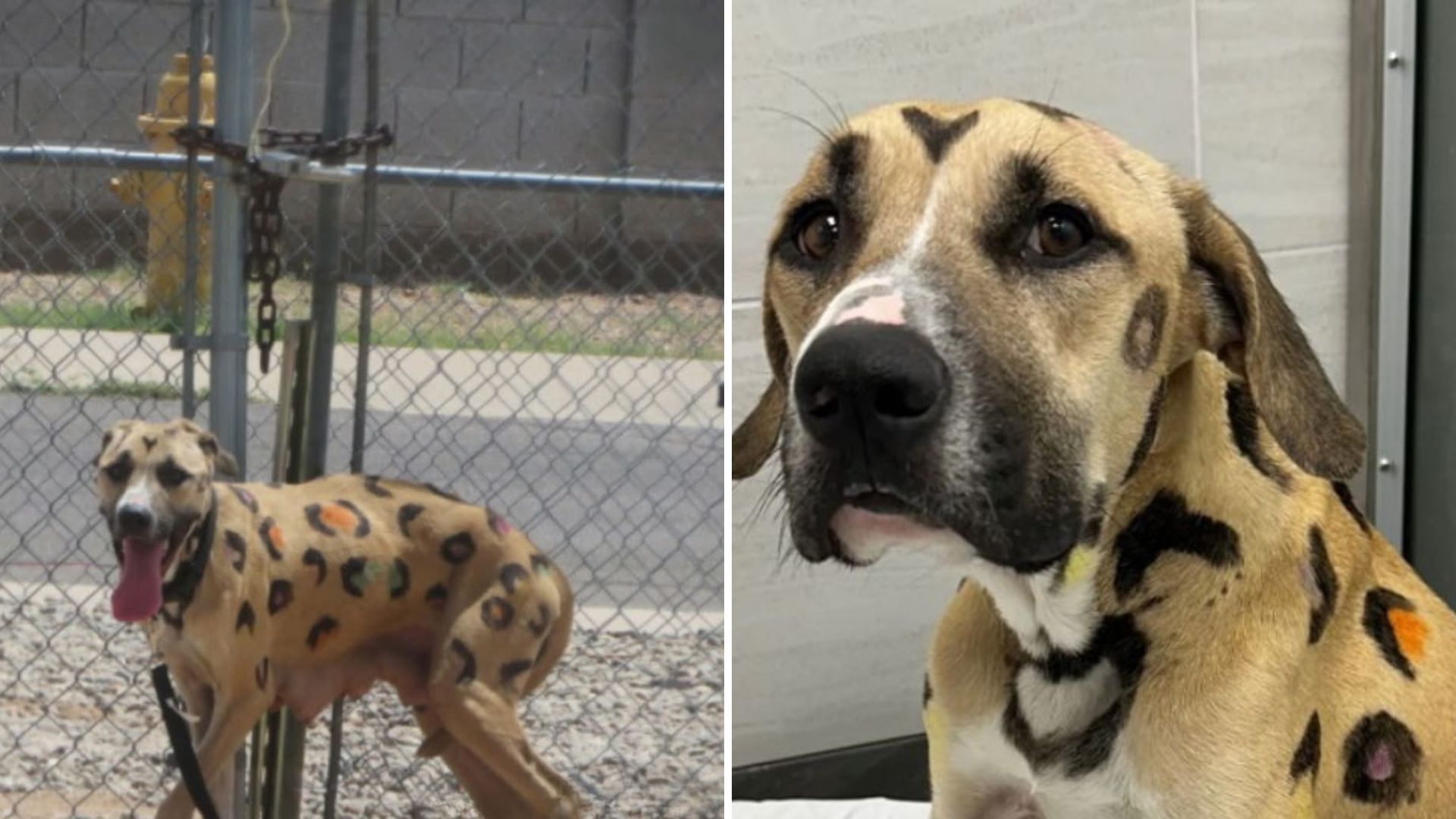 dog with leopard spots found tied to fence