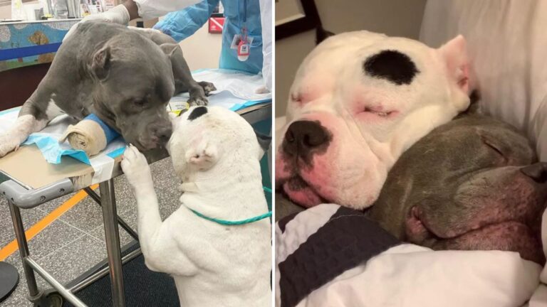Dogs Separated After Losing Their Dad In Colorado