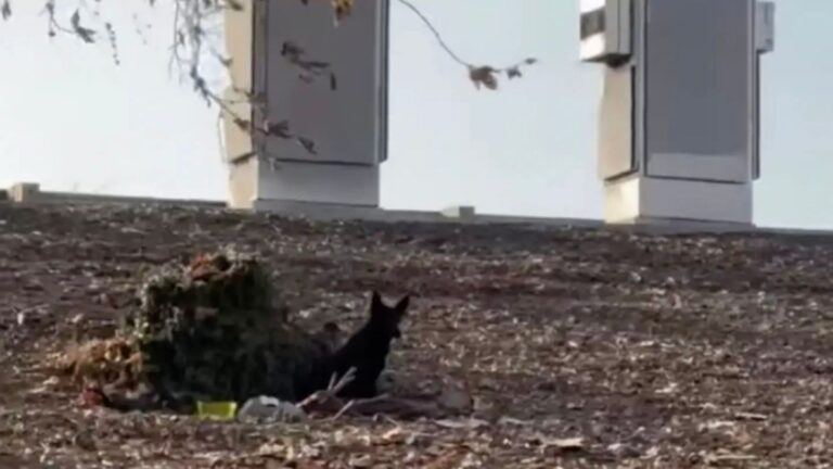 Black Ears Near Freeway In Los Angeles And Realizes Someone Needs Help