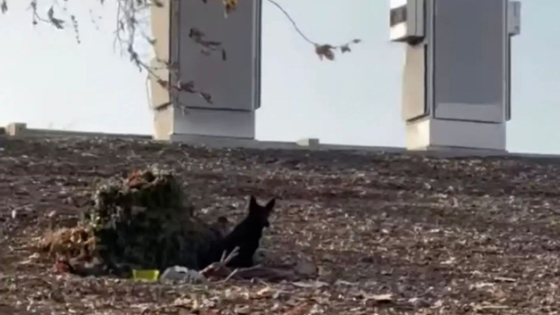 Black Ears Near Freeway In Los Angeles And Realizes Someone Needs Help