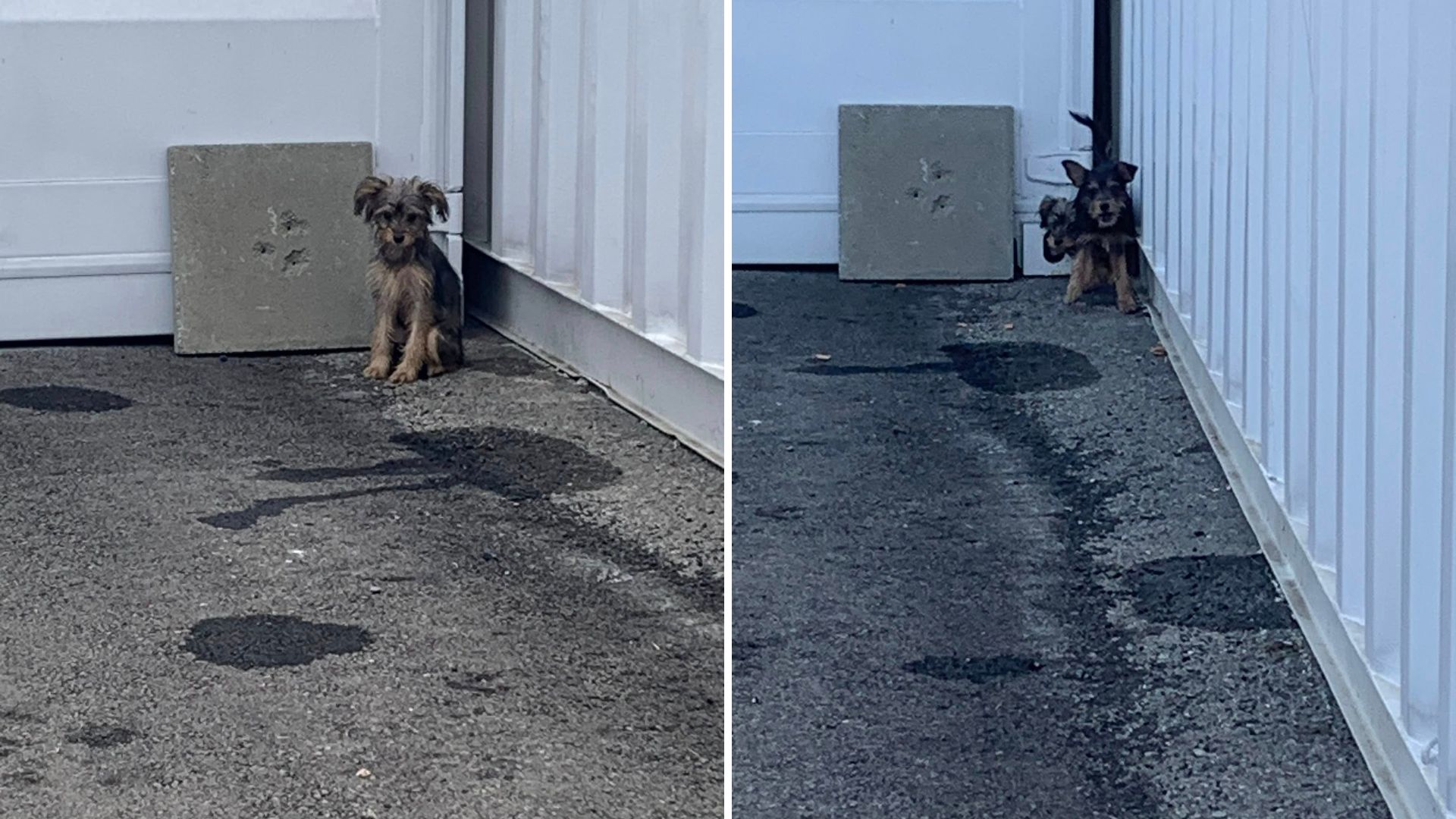 puppies behind school