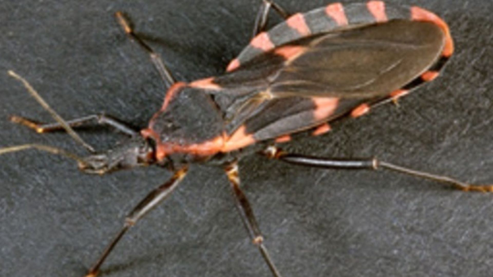 fatal kissing bug disease spreads across america