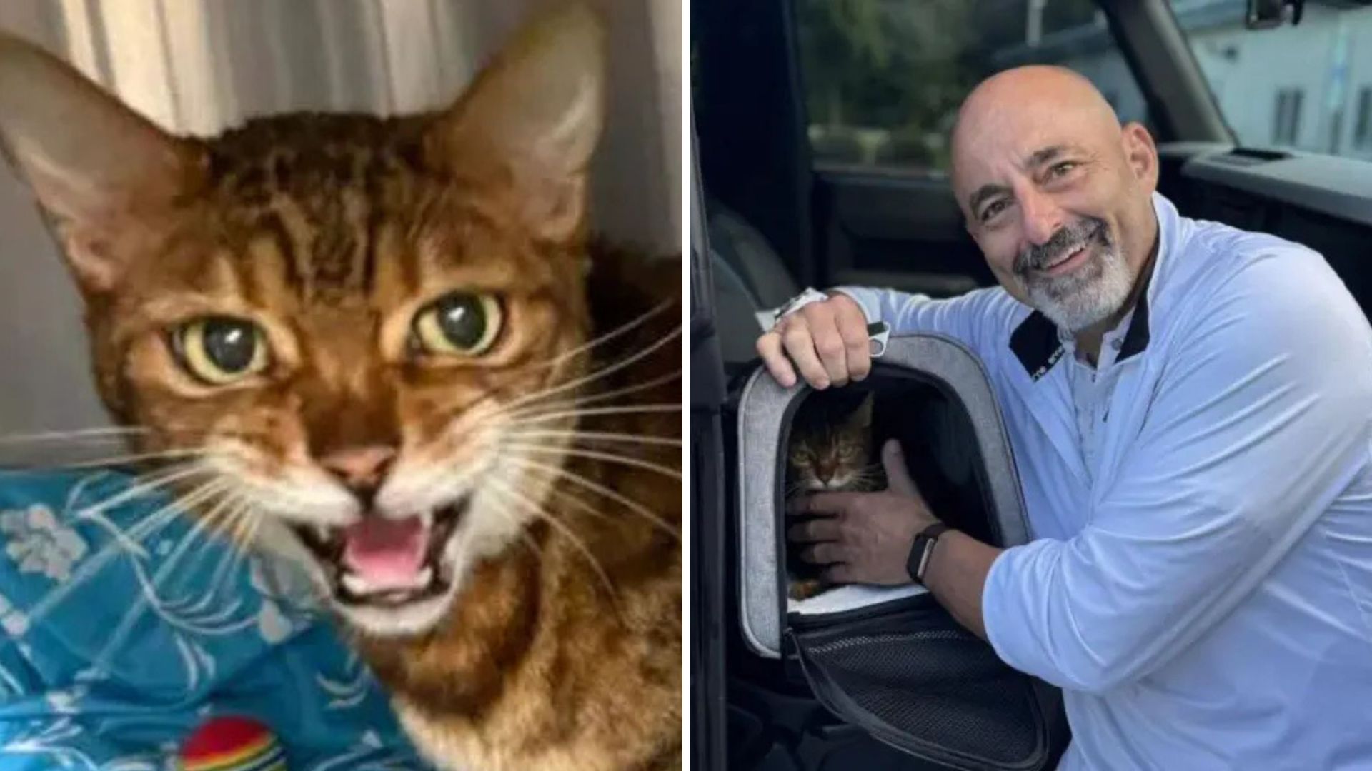 Florida Cat Goes Missing On A Trip