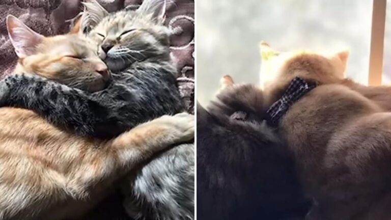 Florida Couple Comes Up With Sweet Plan To Make Sure Bonded Shelter Cats Stay Together