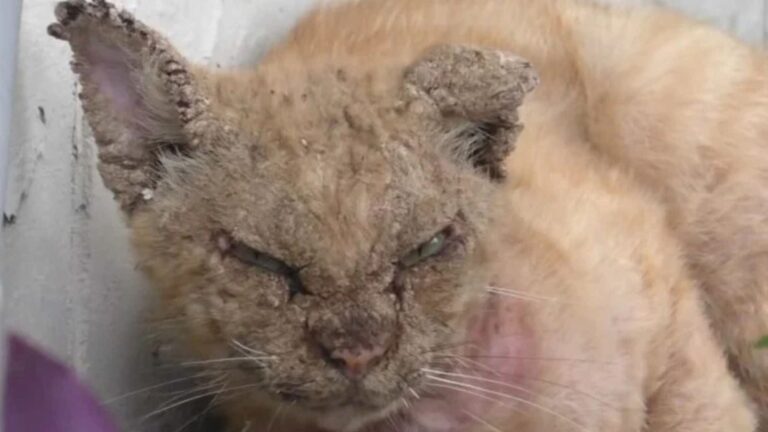 A Cat In Their Yard Suffering From A Severe Allergy