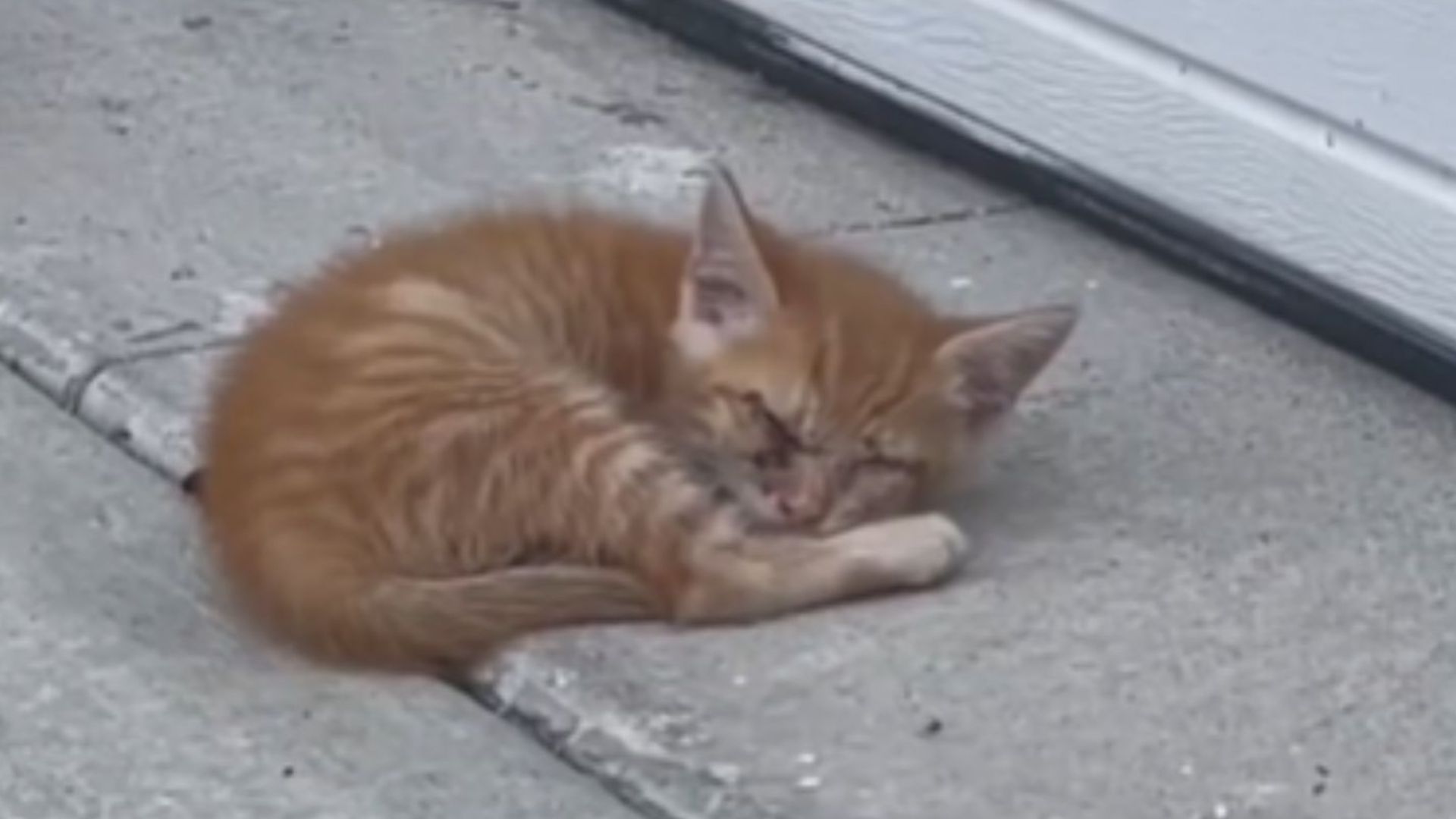 whiskers the blind kitten found in driveway