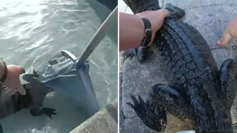 officer removes alligator from pool with bare hands