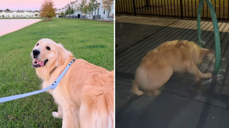 Florida Dog Returns To His Childhood Home