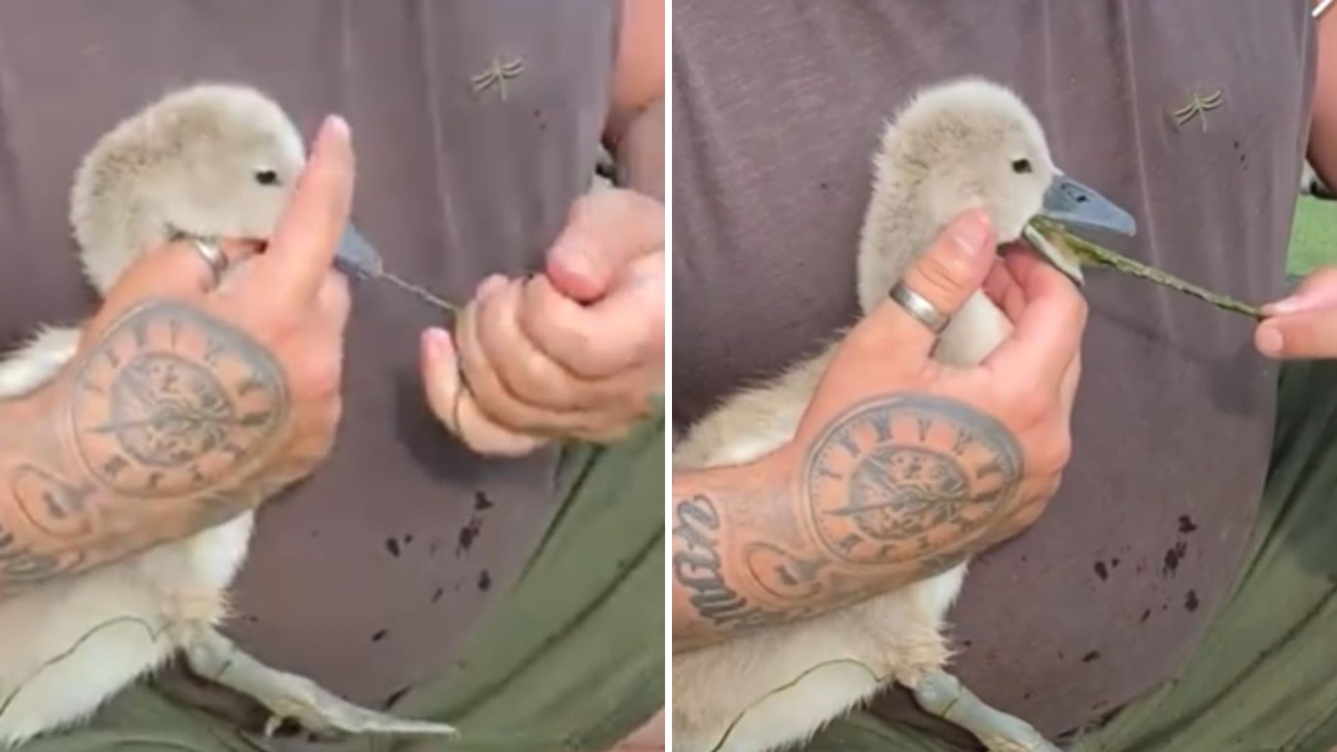 a man helps a little swan