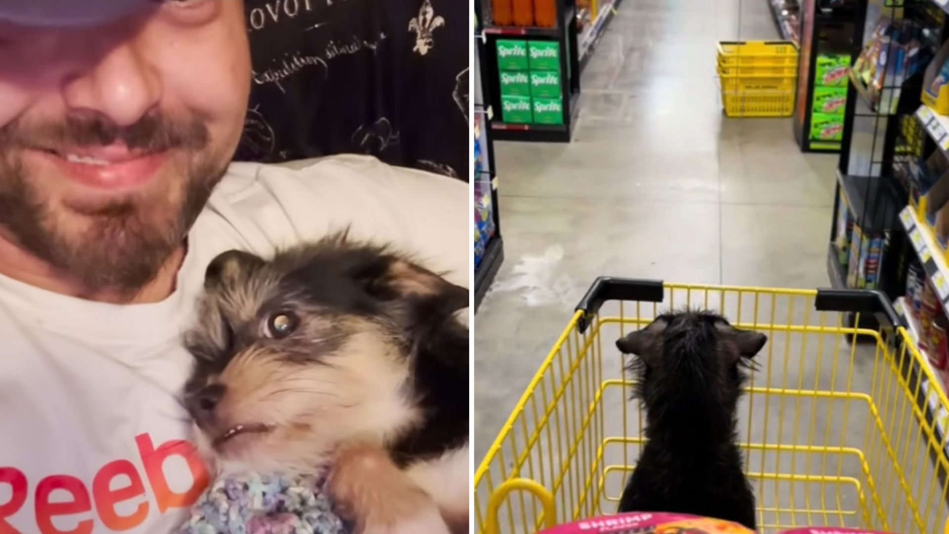 Texas Dog Sees His Newborn Puppies