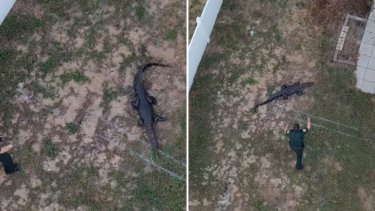 officers wrestle alligator out of womans yard