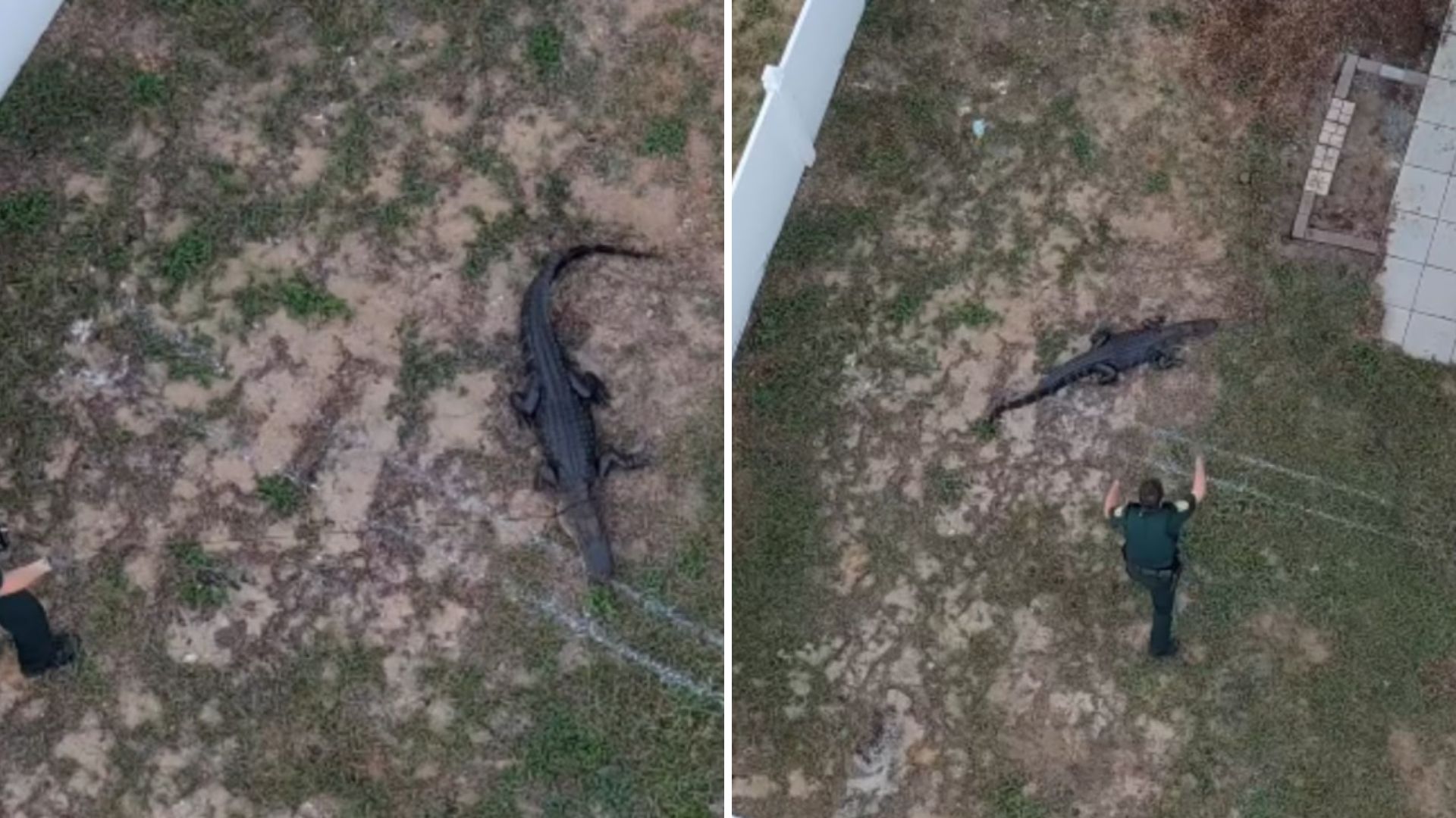 officers wrestle alligator out of womans yard