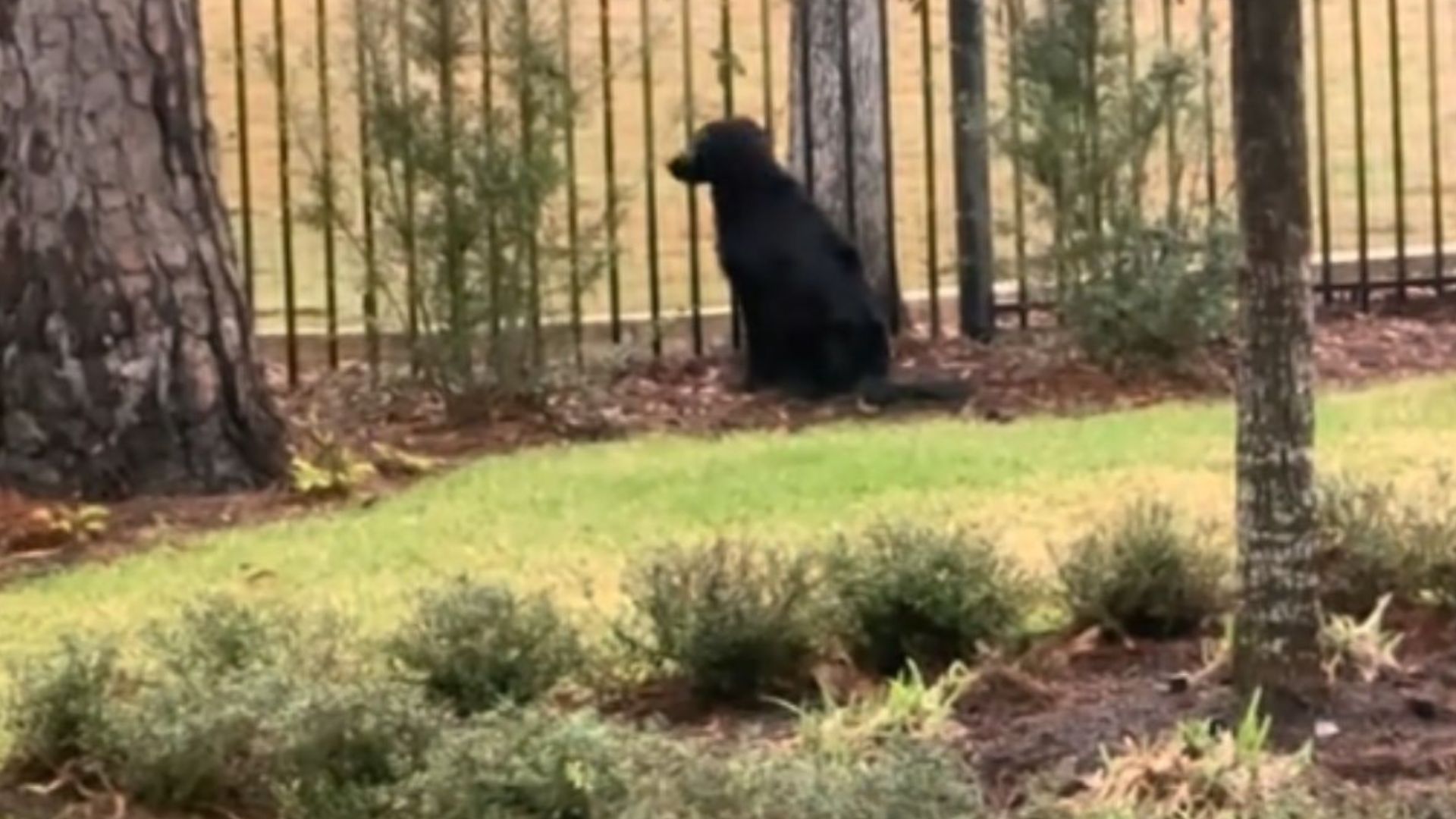 The dog is sitting by the fence