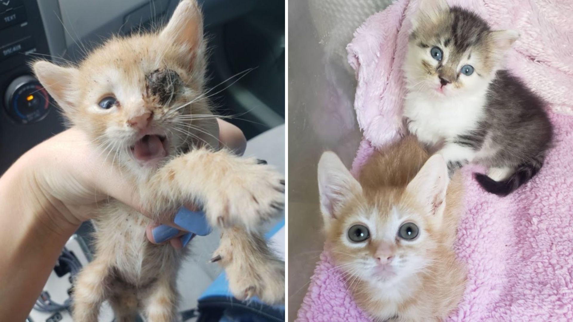 rescue kittens adopted together