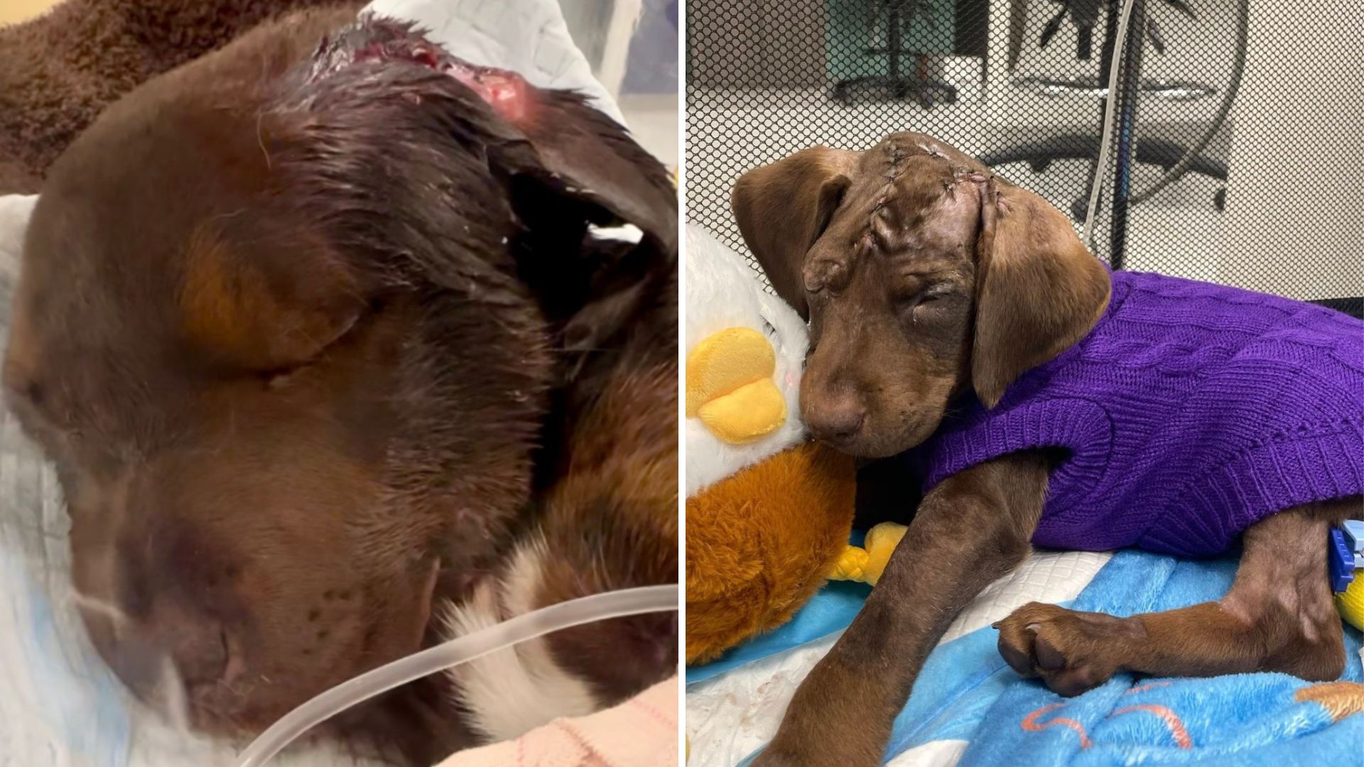 What This Tiny Puppy Survived