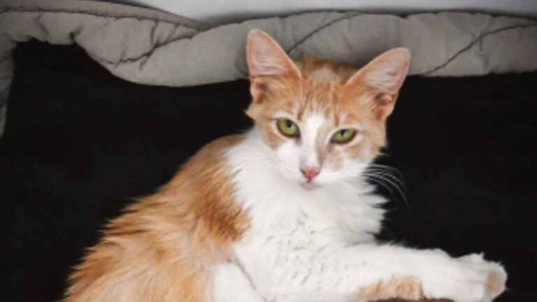 yellow and white cat posing