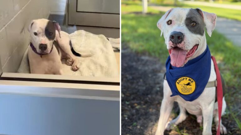 dog with medical condition overlooked by adopters